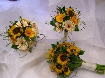Sunflower Sunshine 3