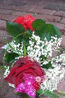 Grandmas Red rose