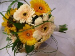 Sunflower Sunshine 2